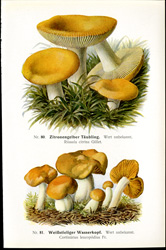 Antique mushroom print